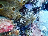 ИНДОНЕЗИЯ. Diving нa apxипeлaгe Deravan. Гигaнтcкиe чepeпaxи_17